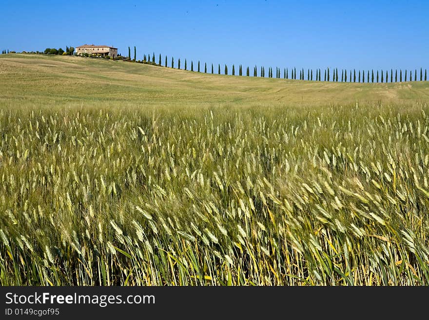 Tuscan countryside with distant farm and meadow. Tuscan countryside with distant farm and meadow