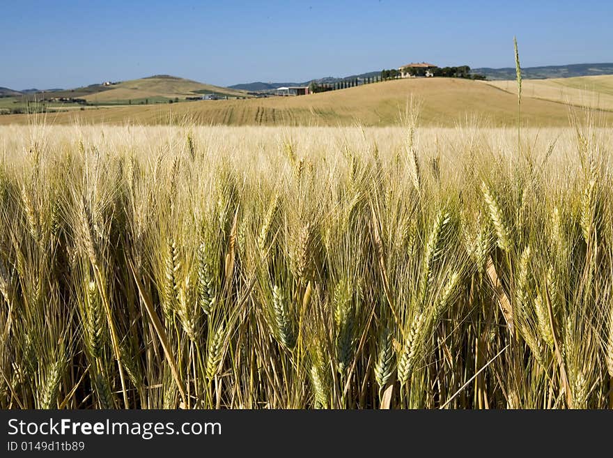 TUSCANY countryside, close-up on the spikes