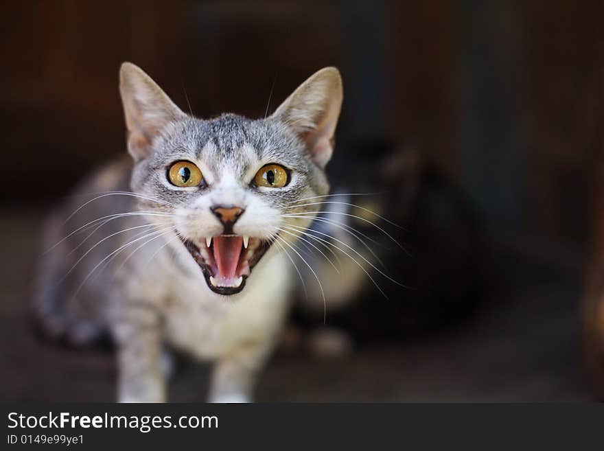 The young cat nervously reacts to intervention during the life. The young cat nervously reacts to intervention during the life