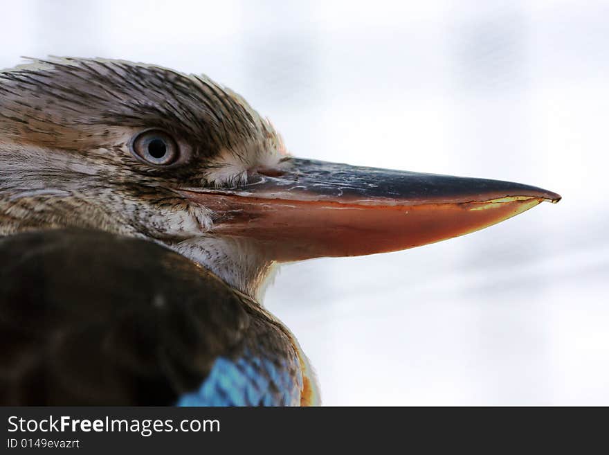 Portrait of Kingfisher, great hunter