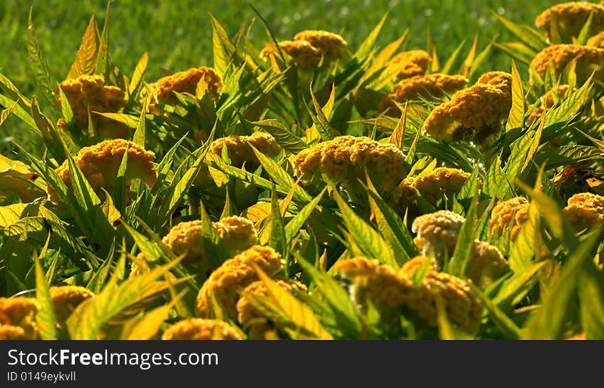 Park flower