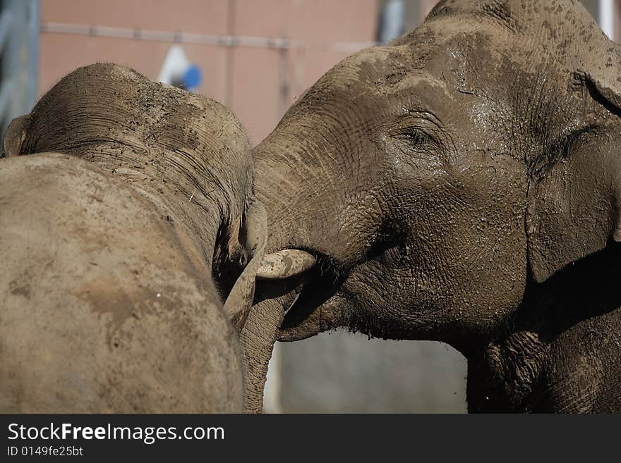 Funny elephants in the zoo