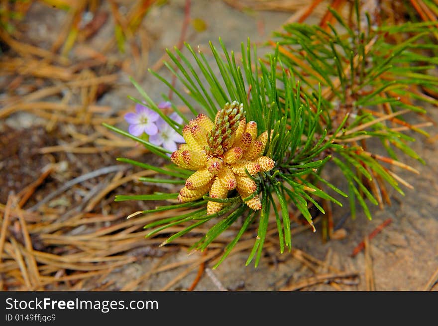 Blooming pine on the rock with little blue flower near itself