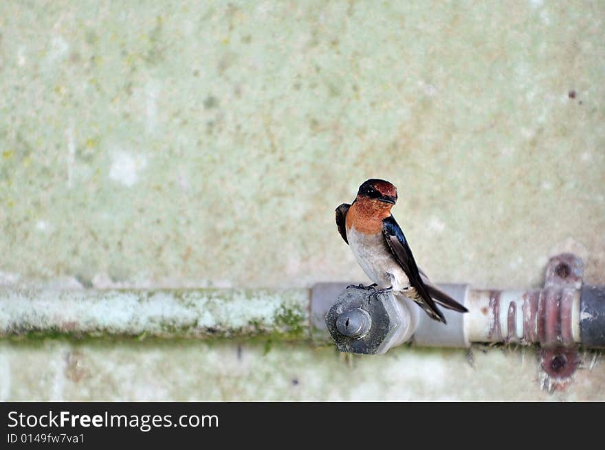 Swallow 3