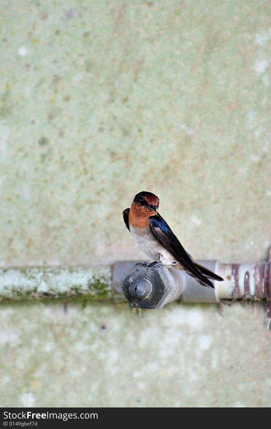 Swallow 4