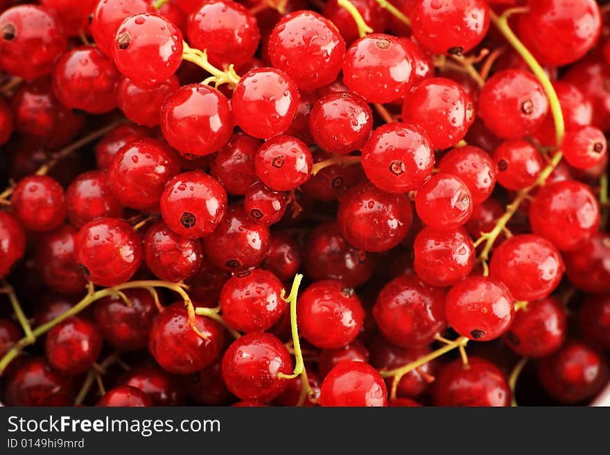 Currant