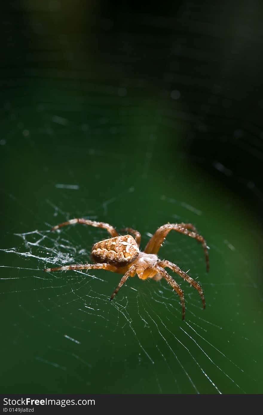 Spider closeup on dark green background