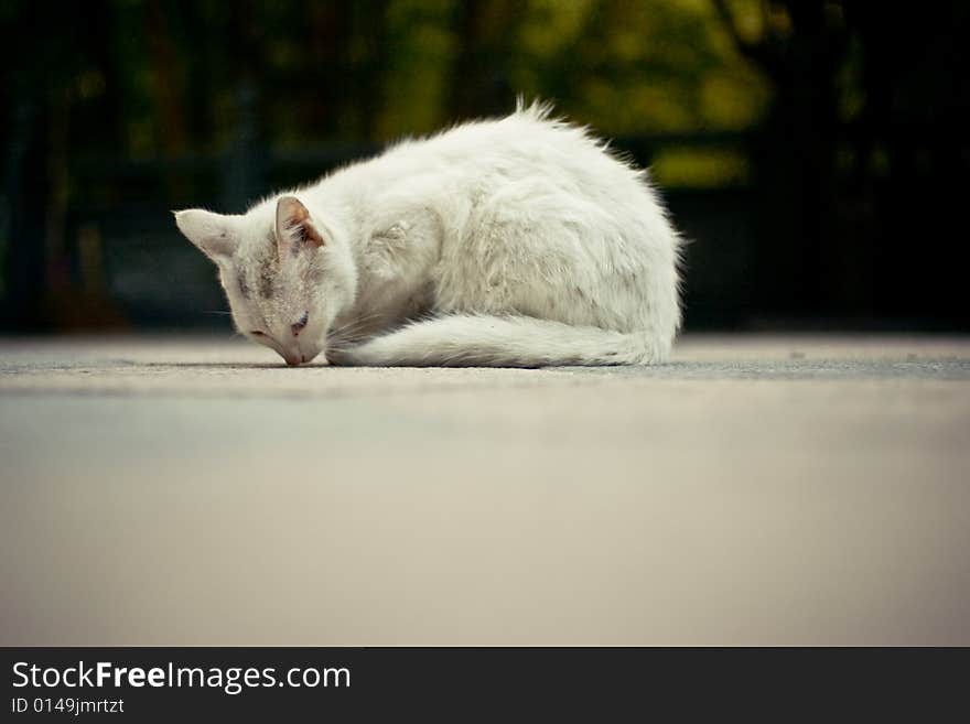 A white cat in a temple