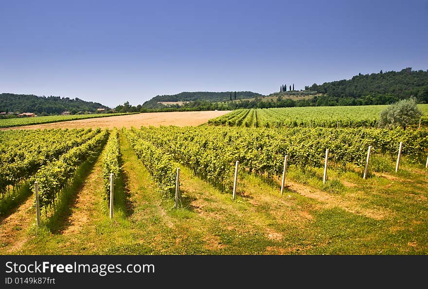 View of italian vineyard during summer