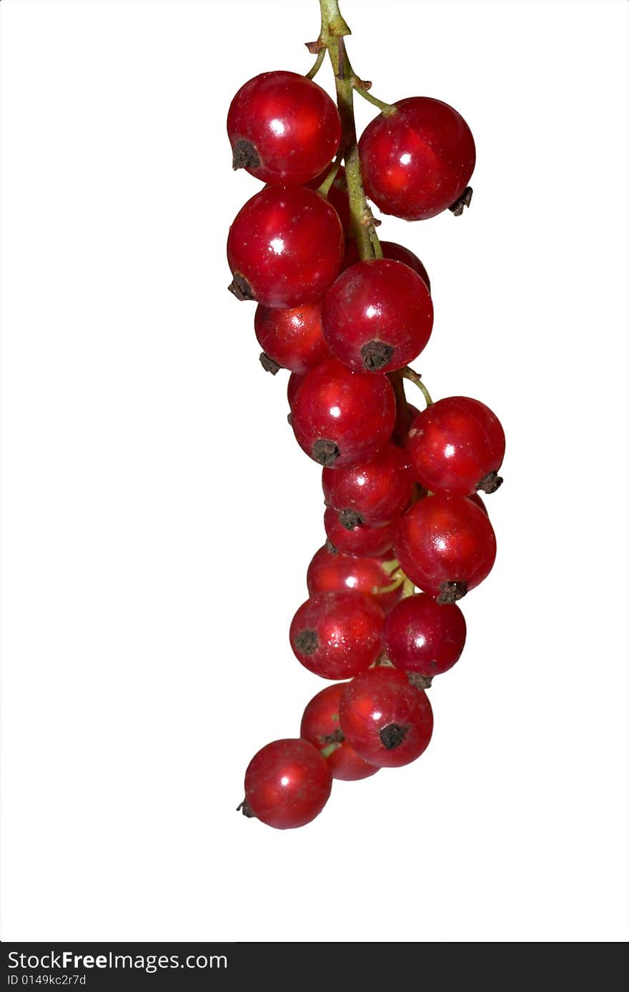 Red Currant