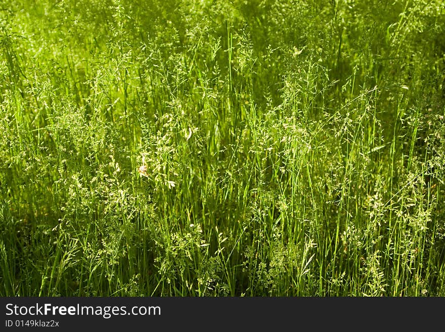 Sunlit wild green grass background