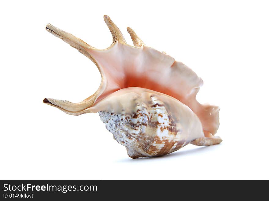 Beautifull seashell on white background