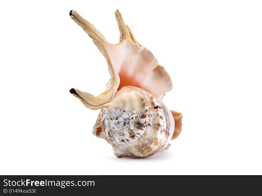 Beautifull seashell on white background