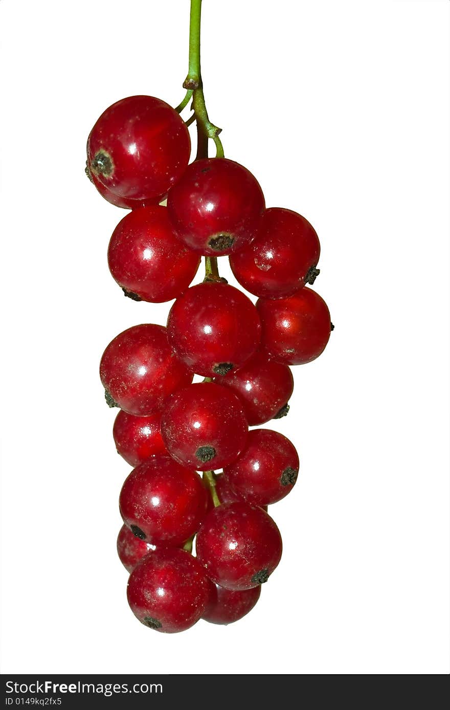 Red Currant