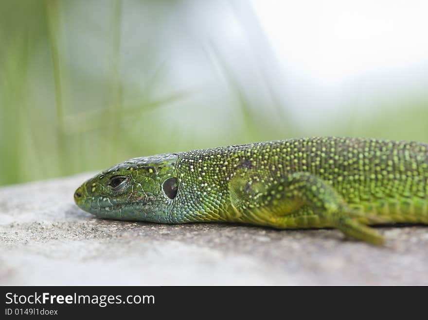 Closeup of a lizard in a garden. Closeup of a lizard in a garden