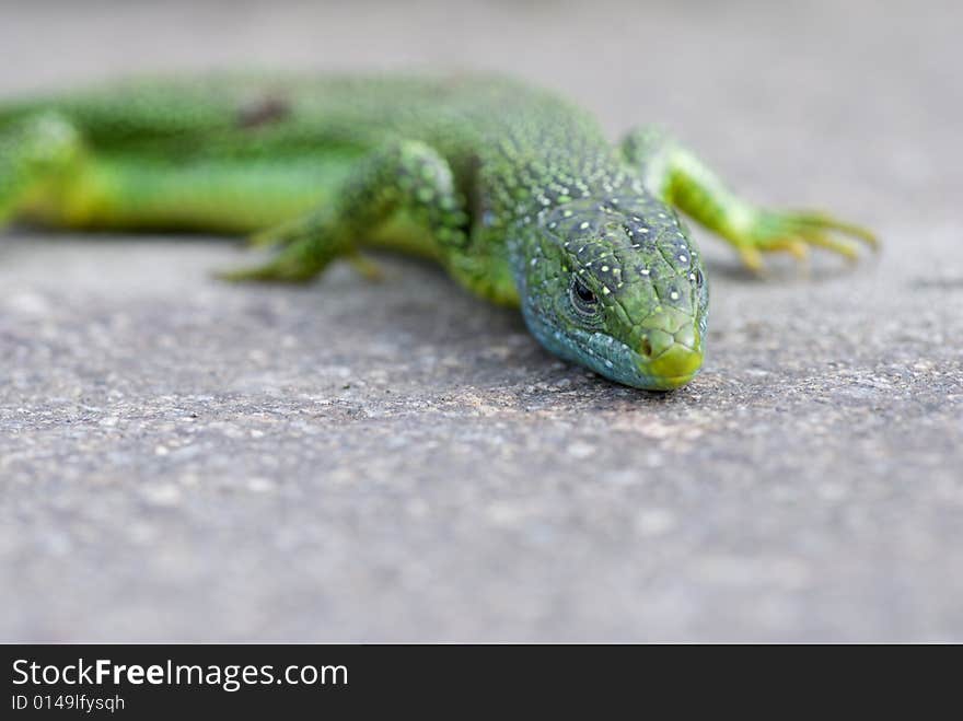 Lizard Closeup