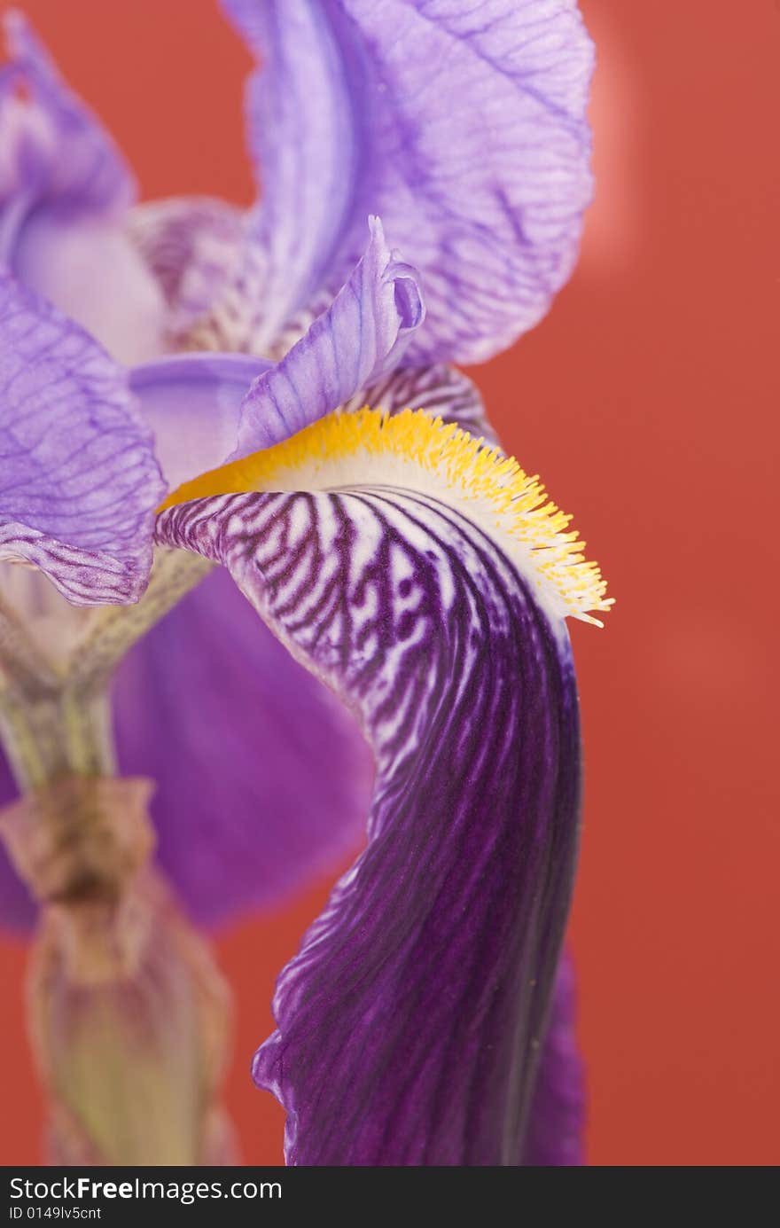 Beautifull blue iris flower closeup. Beautifull blue iris flower closeup