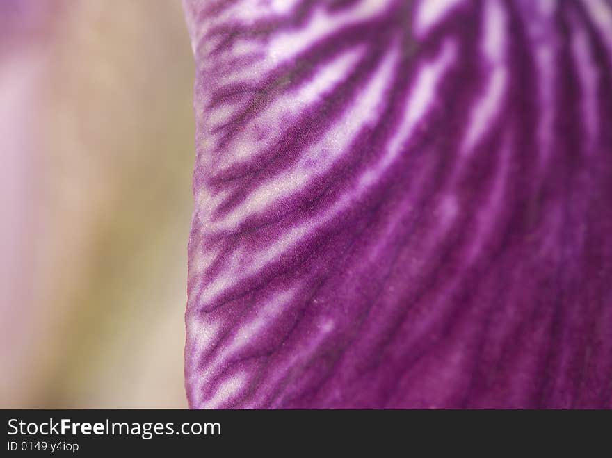 Beautifull iris flower detail closeup. Beautifull iris flower detail closeup