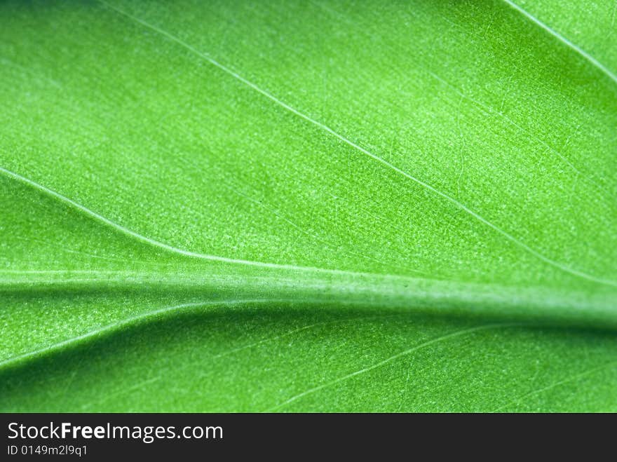 Closeup of green leaf detail