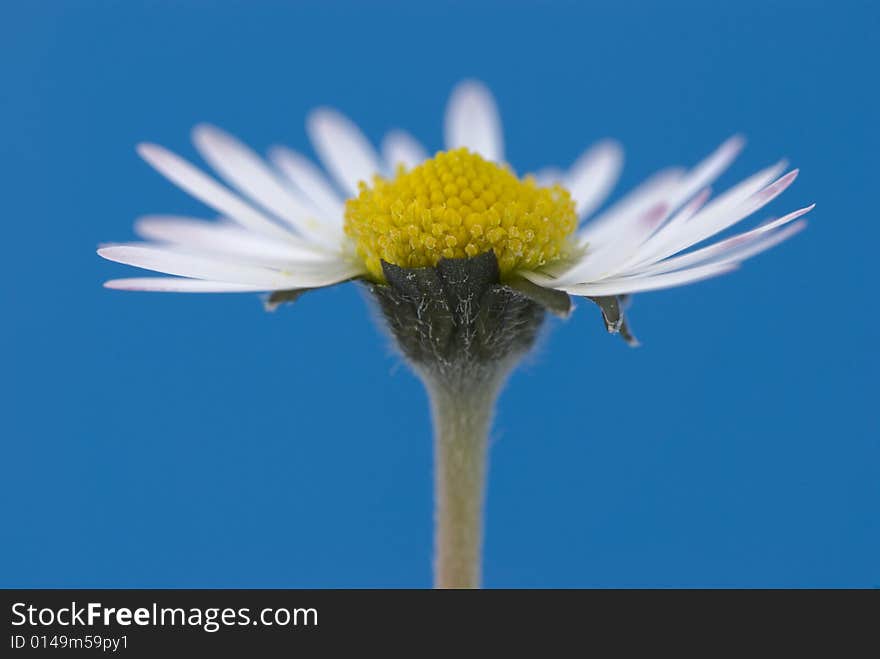 Broken white daisy on blue background. Broken white daisy on blue background