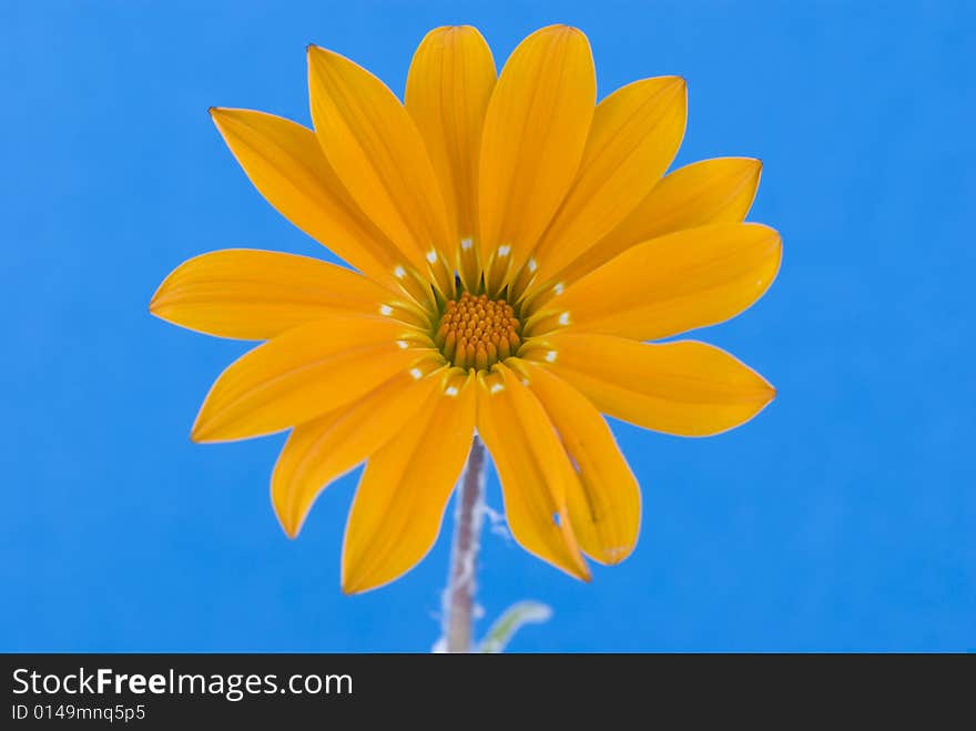 Abstract orange flower on blue background