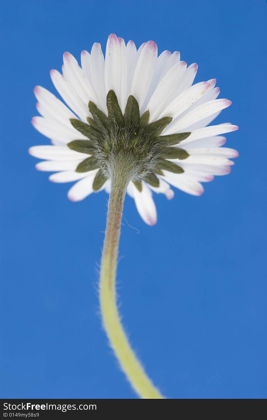 White daisy