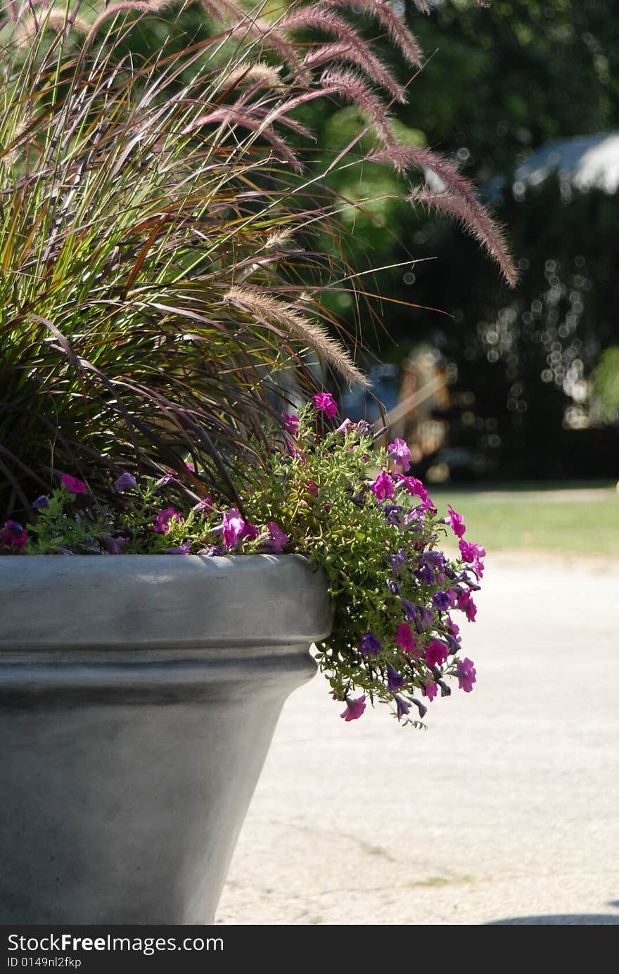 Wild flowers and grasses overflow a pot. Wild flowers and grasses overflow a pot.