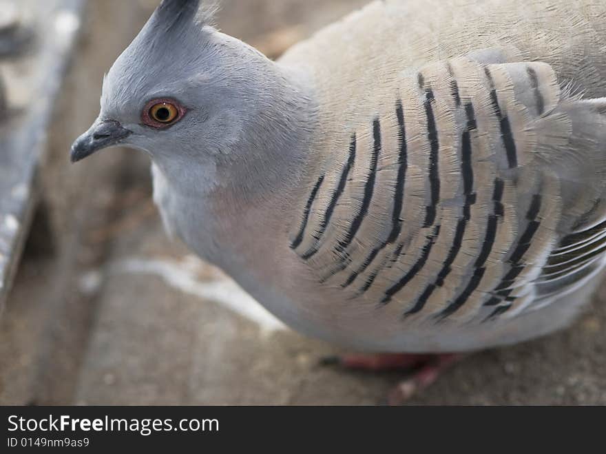 Wild Pigeon sitting on log with close crop. Wild Pigeon sitting on log with close crop