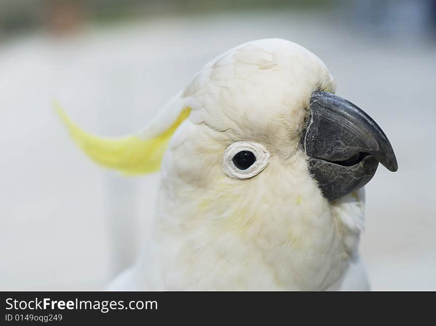 Sulphur Crested Cockatoo with white background