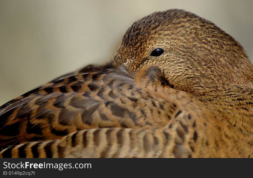 Portrait of a female eider duck resting