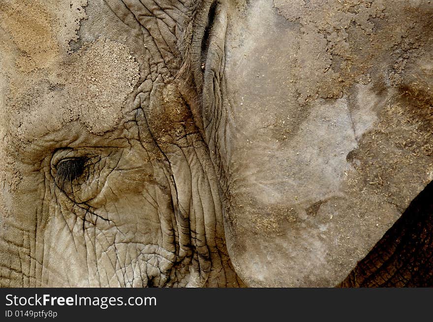 Abstract image of a big elephant