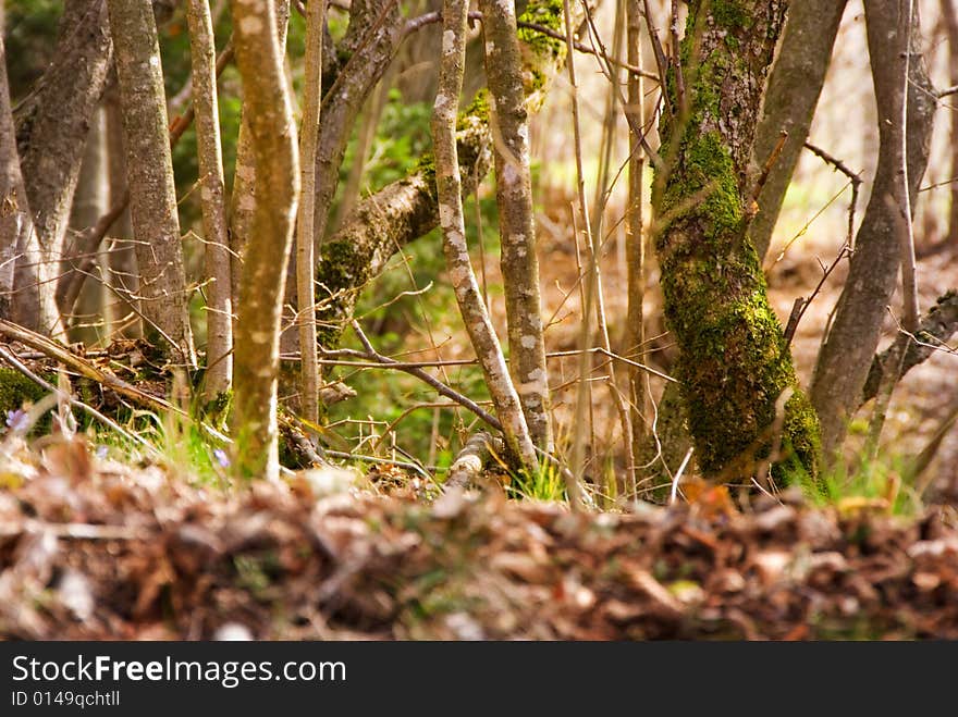 Forest detail in Italy, Europe. Forest detail in Italy, Europe