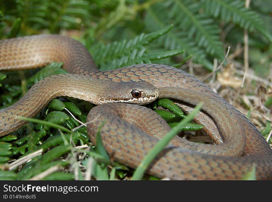 White lipped snake sitting in grass