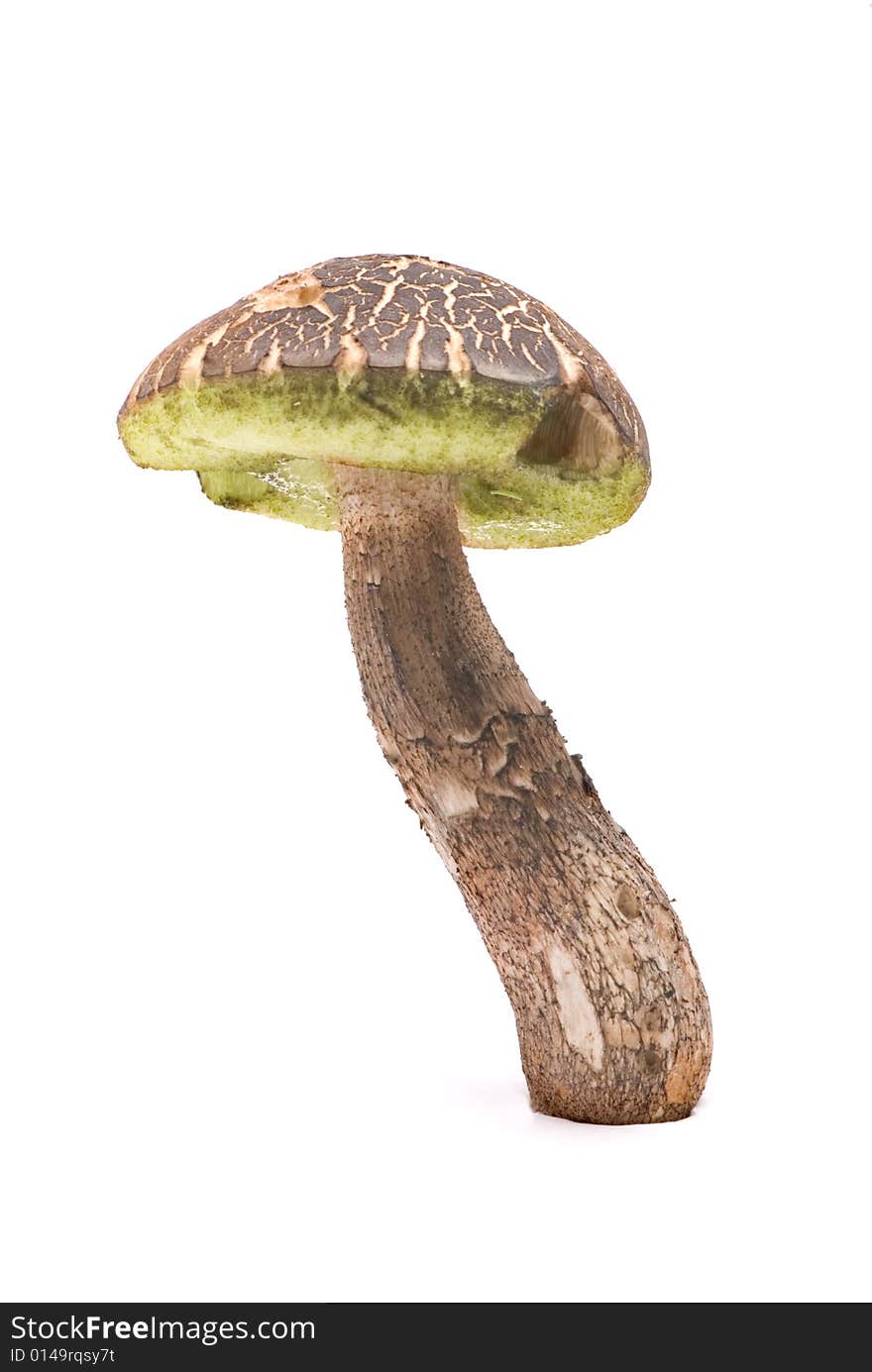 Mushroom