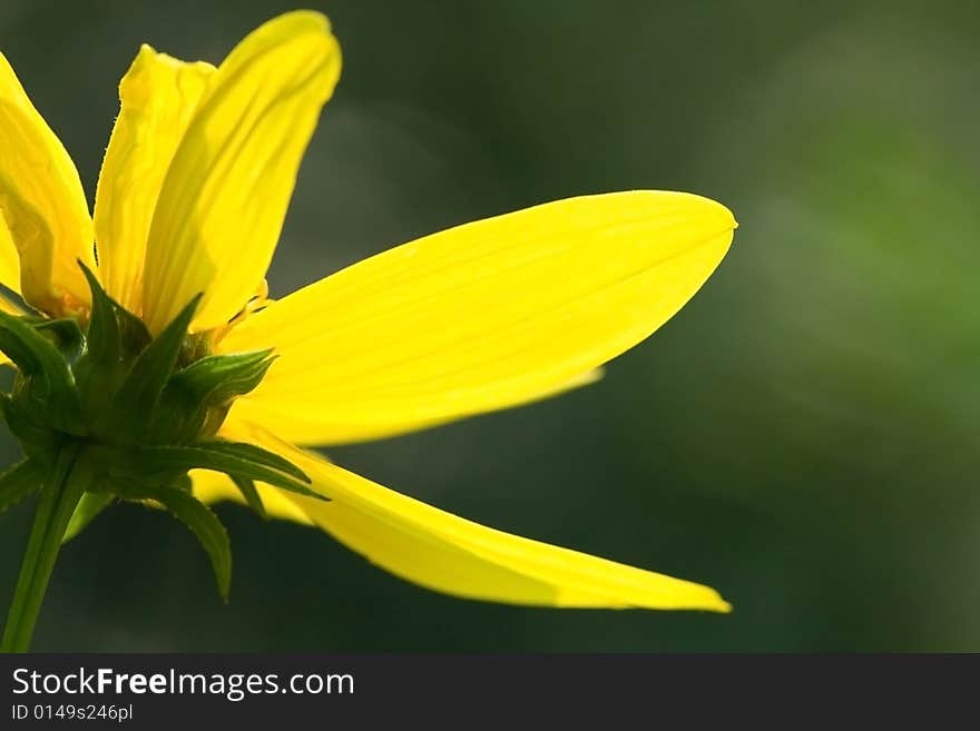 Close-up of Tall Coreopsis (Coreopsis tripteris) in the yellow daisy family back lit by the morning sun.