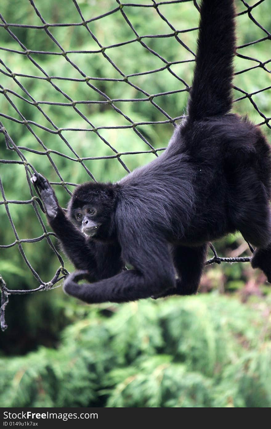 Animal Spider Monkey