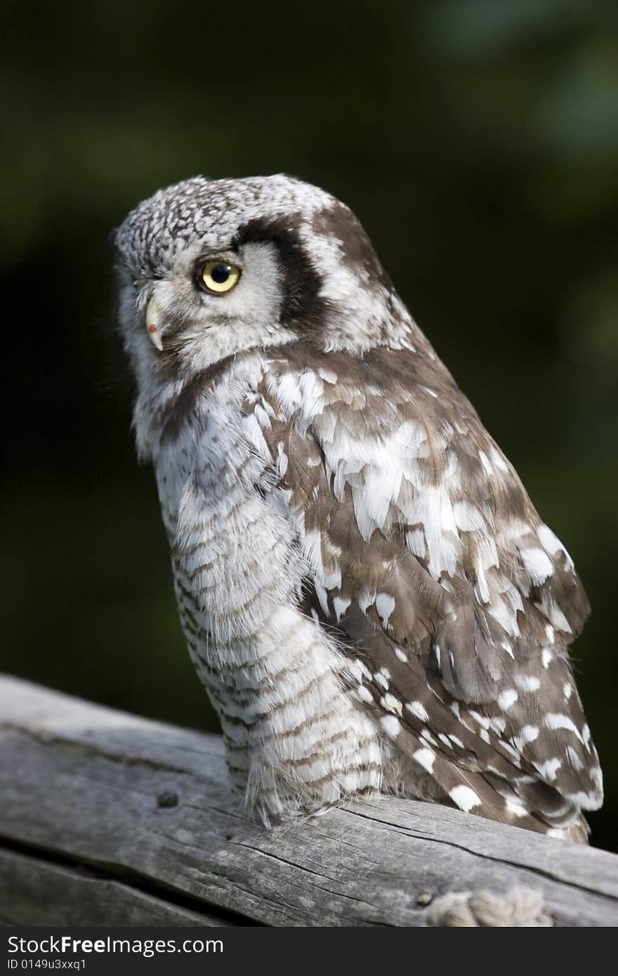 Great Grey owl perched in Sweden. Great Grey owl perched in Sweden