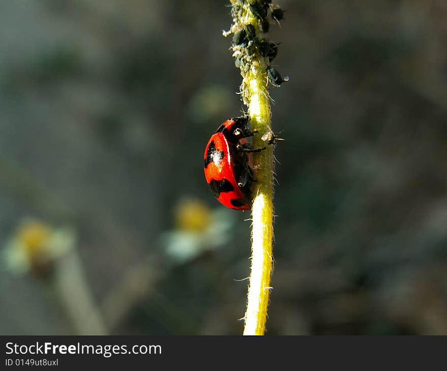 A small lady bug climbing up a flower in a garden.