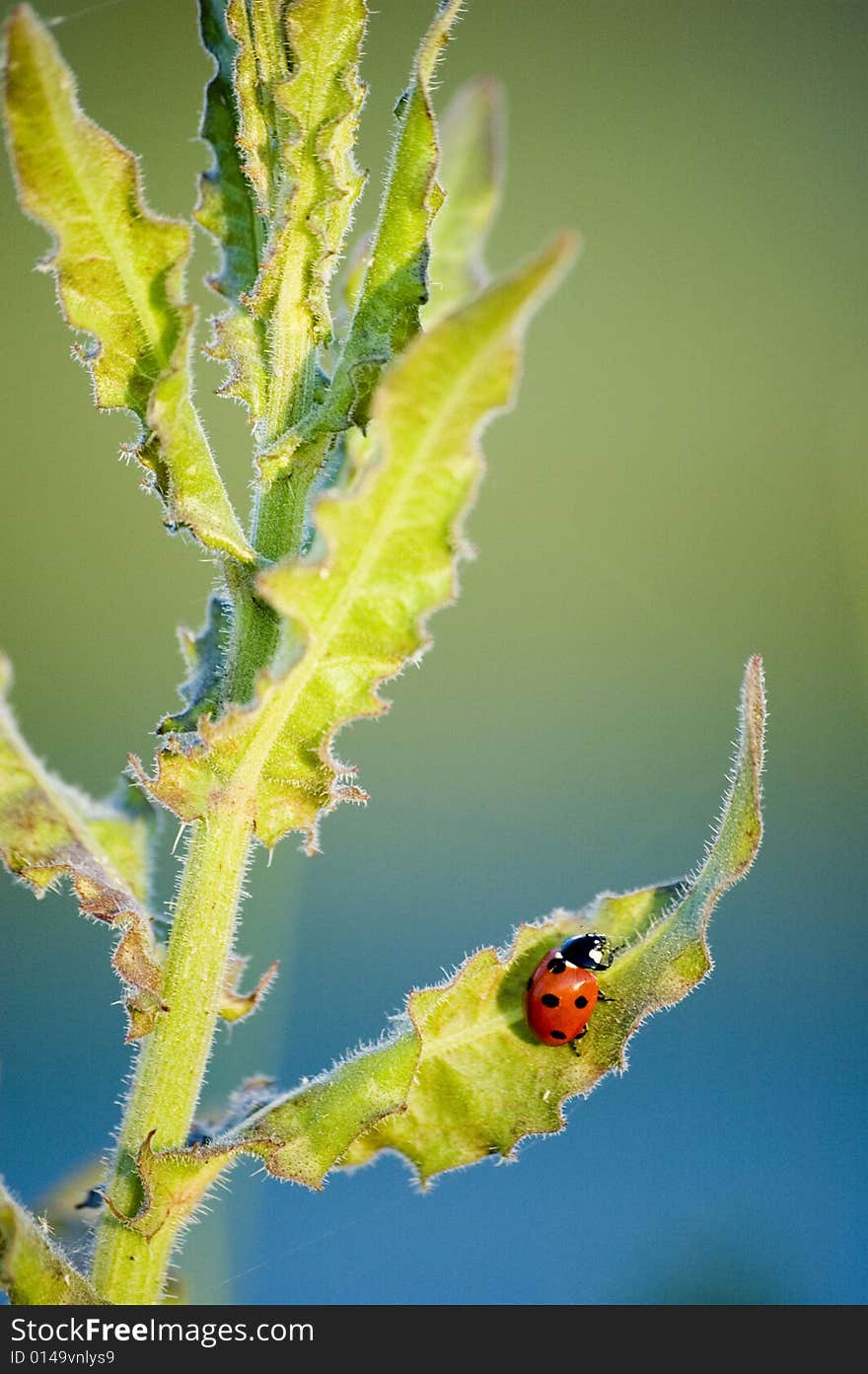 Ladybird