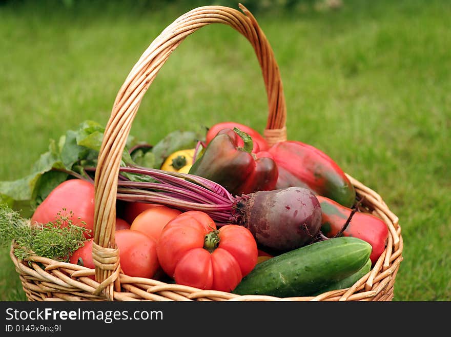 Basket with vegetables - autumn gifts of a nature