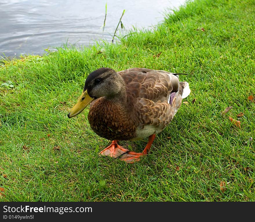 Duck on the grass