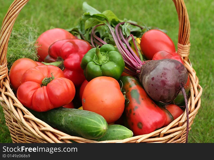 Basket with vegetables - autumn gifts of a nature