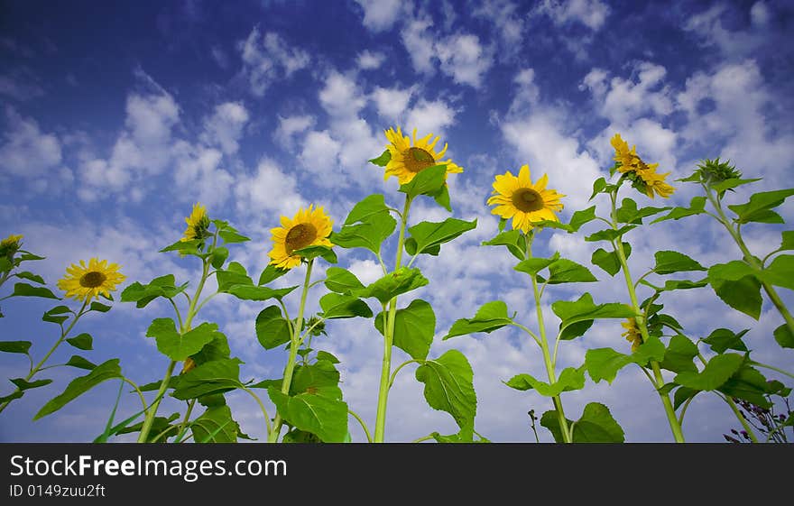 View of nice fresh sunflowers on blue sky back. View of nice fresh sunflowers on blue sky back