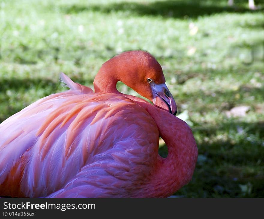 Flamingo