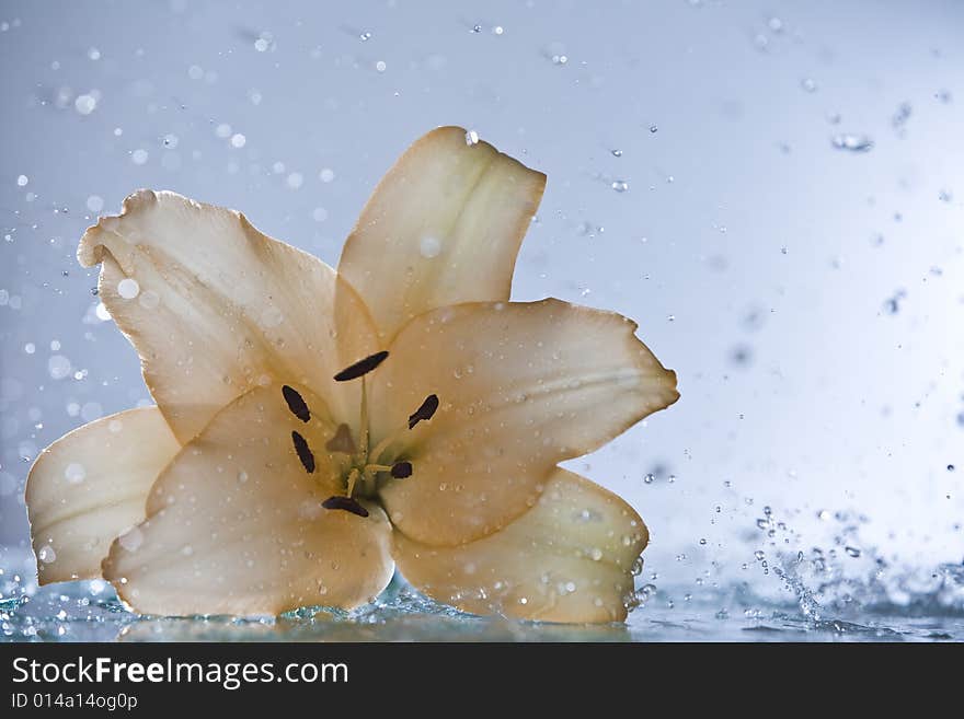 Splashing lily