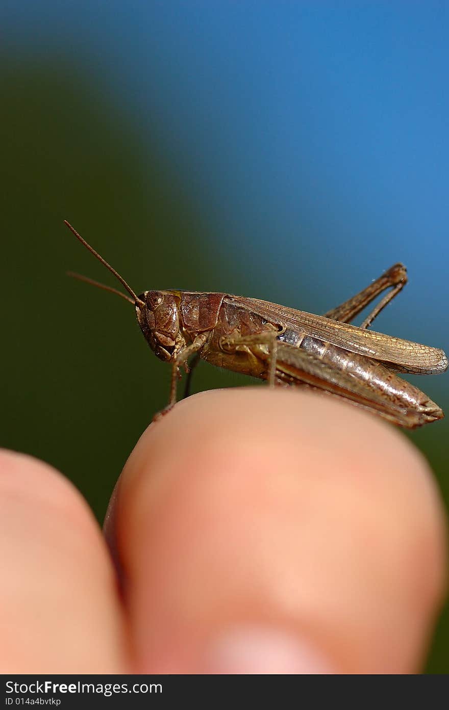 Face to face with a large brown grasshopper. Making for some good pictures, some very close detail shots. Face to face with a large brown grasshopper. Making for some good pictures, some very close detail shots