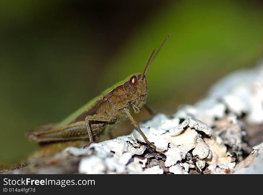 Face to face with a large brown grasshopper. Making for some good pictures, some very close detail shots. Face to face with a large brown grasshopper. Making for some good pictures, some very close detail shots