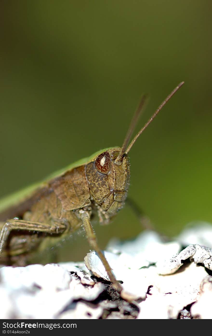 Face to face with a large brown grasshopper. Making for some good pictures, some very close detail shots. Face to face with a large brown grasshopper. Making for some good pictures, some very close detail shots