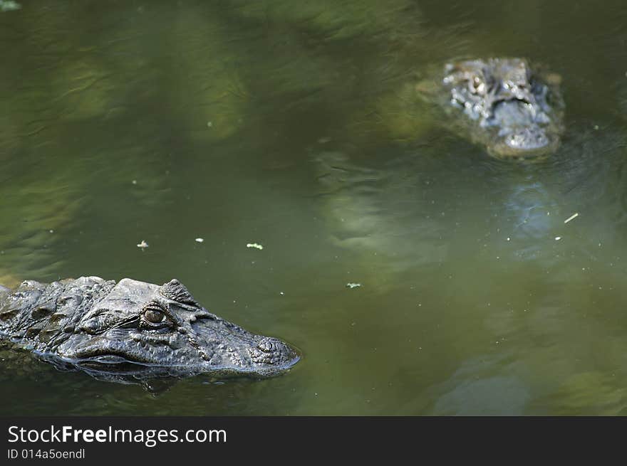 Alligator in natural abitat