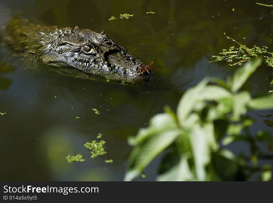 Alligator in natural abitat